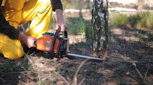 East Tawas, MI Tree Removal and Landscaping Services Company